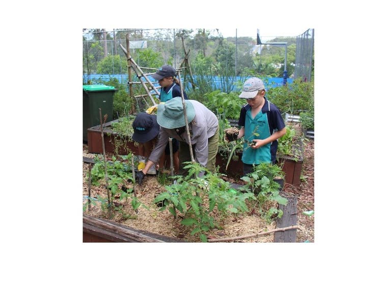 Students tending to a vegetable garden